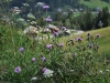DSC_0814 DSC_0814