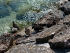 Ferien am Gardasee Ferien am Gardasee