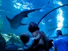 SeaLife SeaLife