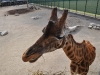 Giraffen im Kinderzoo Giraffen im Kinderzoo