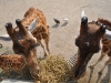 Giraffen im Kinderzoo Giraffen im Kinderzoo