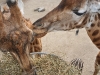 Giraffen im Kinderzoo Giraffen im Kinderzoo