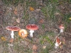 Fligenpilze Fligenpilze