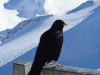 Bird Bird